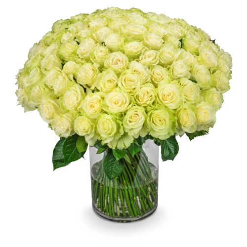 Bouquet of white roses